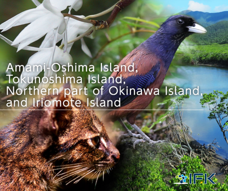 Du lịch đến Amami・Okinawa Thiên đường tự nhiên (6)